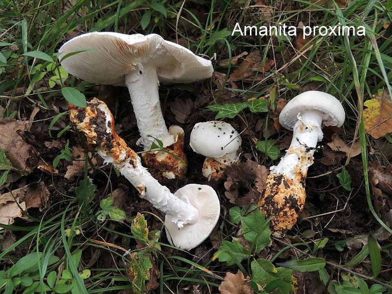 Amanita proxima-amf201.jpg - Amanita proxima ; Syn: Amanita ovoidea var.proxima ; Nom français: Amanite à volve rousse
